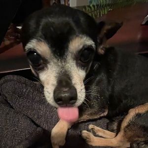 Meet your Posher, Isabella